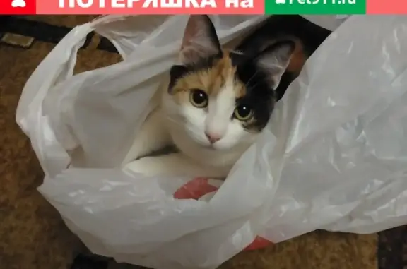 Пропала трёхцветная кошка в Никулино, Московская область