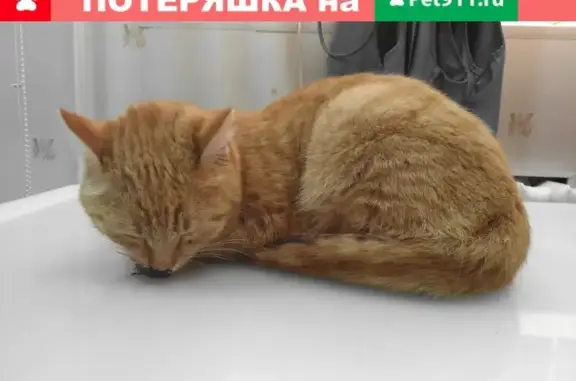 Рыжая кошка найдена после ДТП на ул. Красных Зорь, Иваново
