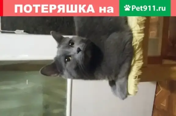 Кошка найдена на Уралмаше, адрес: пр. Орджоникидзе 25.