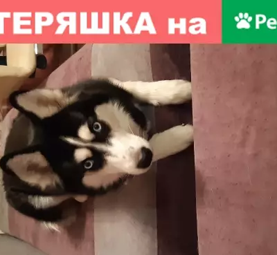 Пропала собака Хаски на ул. Введенского, Москва