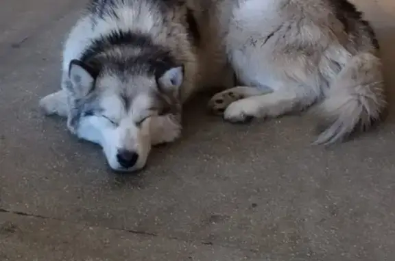 Пропала собака Маламут в Копейске, Челябинская область
