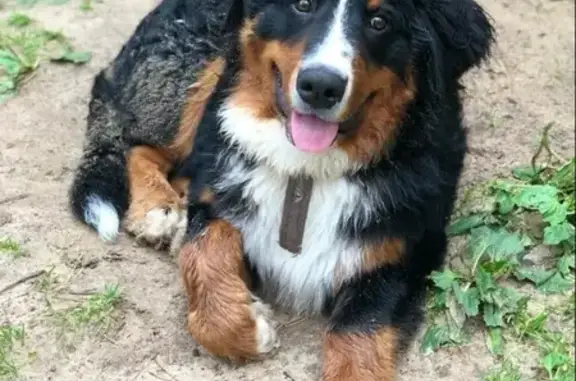 Пропала собака Монти в Первомайском посёлке, Чебоксары