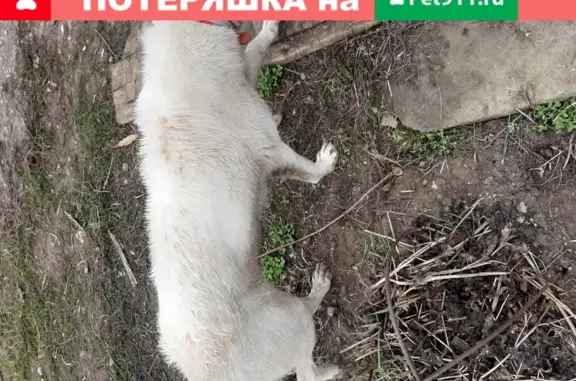 Собака Белый кабель найдена в пос. Металлургов, Волгоград