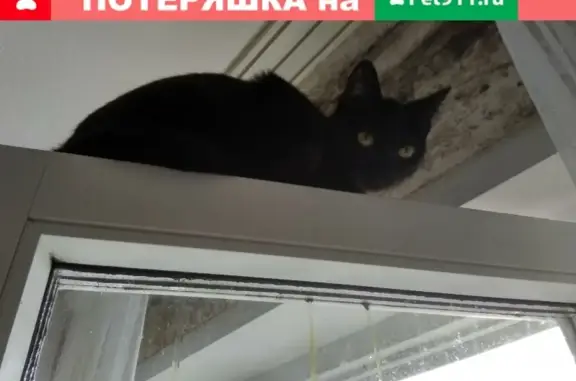 Пропала кошка Котёнок на улице Менделеева, дом 35 (Киров)