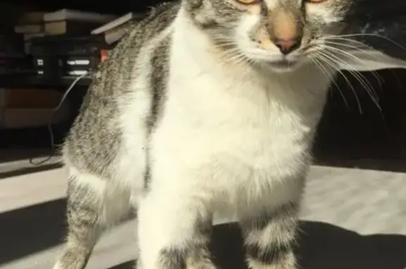 Кошки потеряшки, Санкт-Петербург, фото: Потеряшка кошка возле магазина 