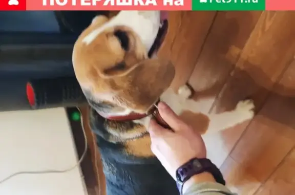 Найдена собака на Новогиреевской улице