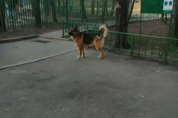 Собака найдена на Сколковском шоссе, д. 18, д. 8.