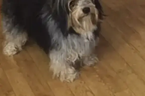 Объявления о пропавших и найденных животных, Липецк, фото: Пропала собака Филя на Полевой улице, Липецк