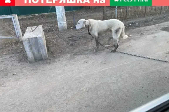 Найдена собака в посёлке Истра