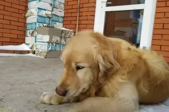 Новосибирская обл.: найдена ухоженная собака возрастом 2 года