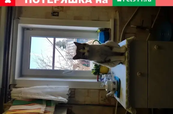 Пропал кот Снежок в Похвистнево, Самарская обл.