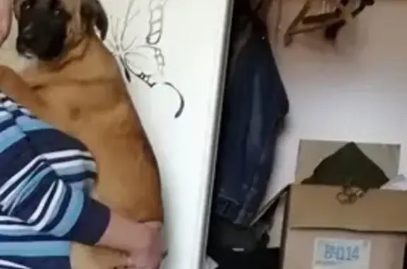 Собаки потеряшки, Астрахань, фото: Потеряшка собака Рич возле Правобережной больницы (Астрахань)