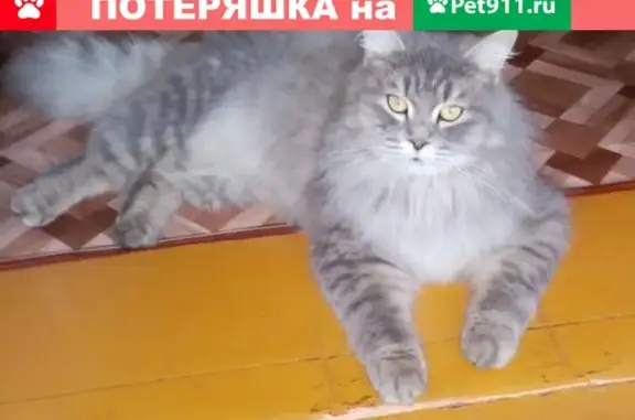 Кошки потеряшки, Тихорецк, фото: Потеряшка кот 