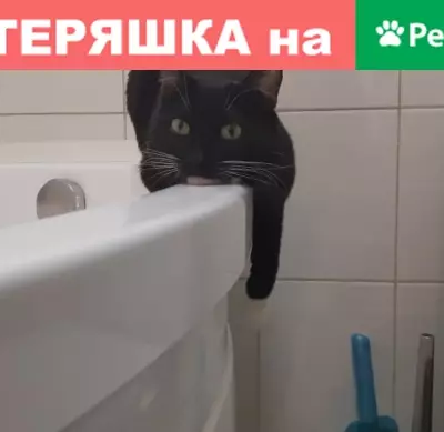 Пропал кот Тима на ул. Щорса, г. Павловский Посад