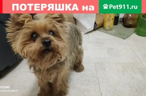Собака-йоркширский терьер найдена в Москве на Загорьевском проезде, 11