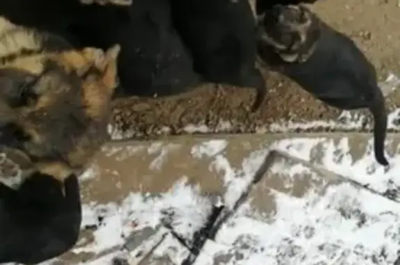 Пропала немецкая овчарка с щенками в Солнечногорском районе