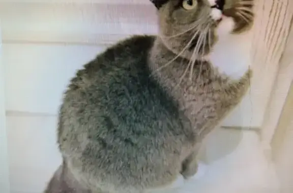 Пропала кошка Баксик в Раменской Агрохимстанции, вознаграждение гарантировано!