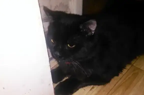 Найдена черная кошка на ул. Плющева, д. 9к2