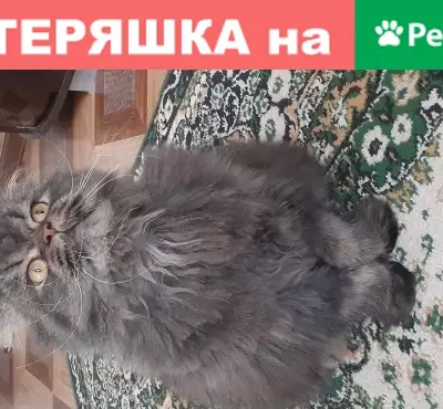 Пропала кошка Кот в Семикаракорске