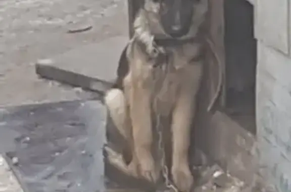 Пропала собака в деревне Тарычёво, Московская область