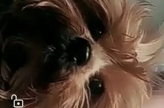 Собаки потеряшки, Хабаровск, фото: Потеряшка собака в Хабаровске: Красная Речка, Магаданская 34А