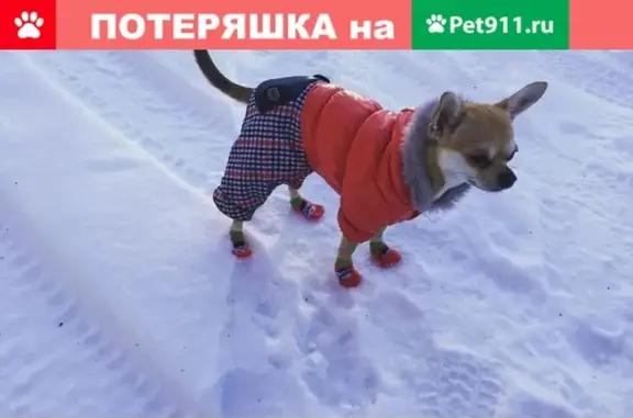 Собаки потеряшки, Анапа, фото: Потеряшка собака в центре Анапы на Терской, 110