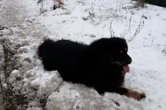 Потерянная молодая собака в районе 12 гор. больницы в Казани