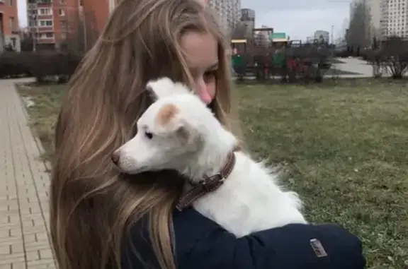 Пропала собака Рада в Москве, район Кузьминки