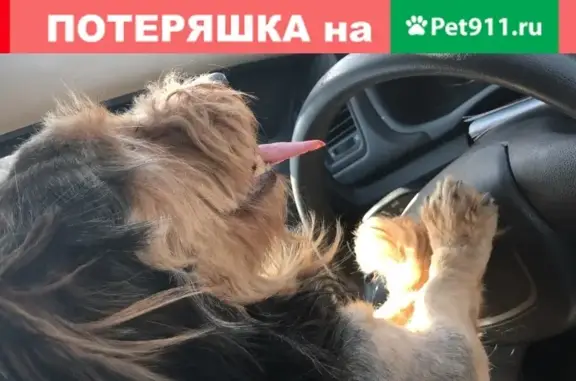 Собака найдена возле аутлета во Внуково!