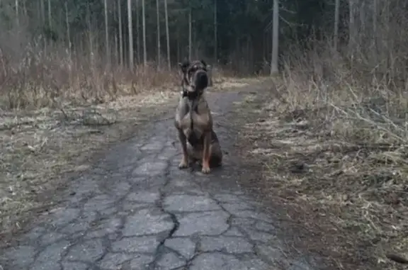 Собаки потеряшки, Новый Городок, фото: Потеряшка собака шарпей в Новом Городке