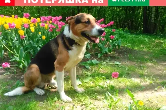 Пропала собака на улице Островитянова, 5.