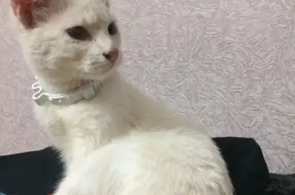 Найден белый котенок с ошейником на ул. Космонавта А.Г. Николаева, 18