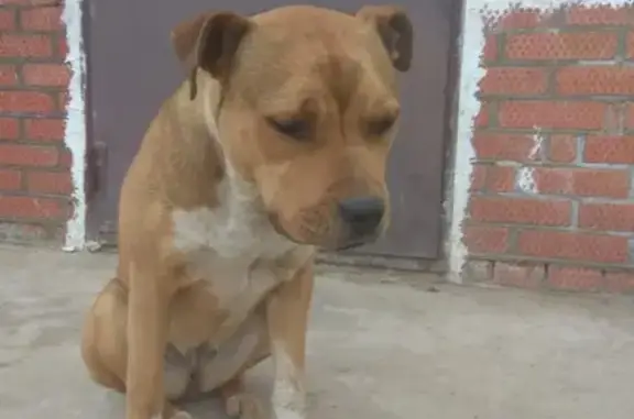 Найдена ласковая собака возле Краснодара