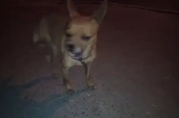 Собака с поврежденной лапкой найдена возле Магнита на Социальной 209 в Ростове-на-Дону