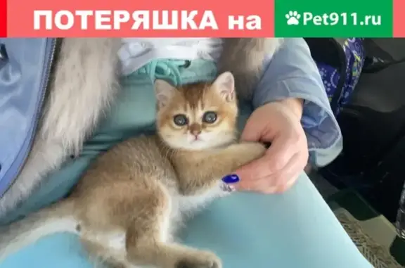 Пропала кошка на Минском шоссе 78 км, ищу ветеринара.