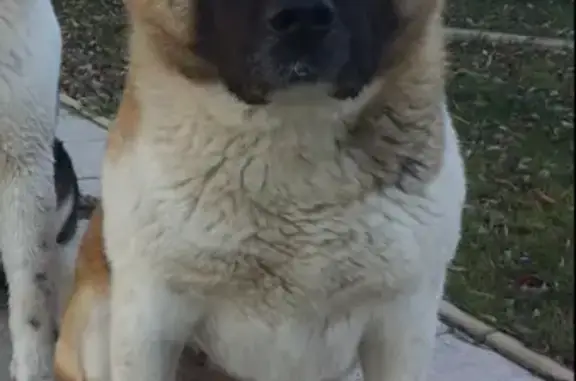 Собаки потеряшки, Ульяновск, фото: Потеряшка собака в Ульяновской области