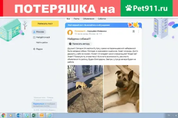 Найдена собака в Хорошёво-Мнёвниках, Москва