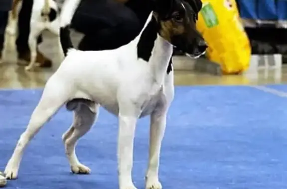 Собаки потеряшки, Пермь, фото: Потеряшка гладкошёрстный фокстерьер в Балатовском парке, Пермь