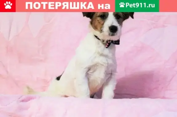 Пропал щенок Джек рассел терьер на Ленинском проспекте, Москва.