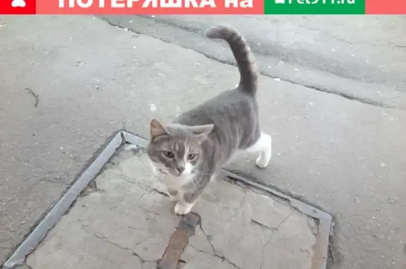 Найдена домашняя кошка в Балашихе