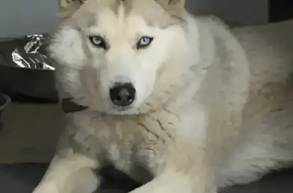 Собаки потеряшки, Красноярск, фото: Потеряшка серая Хаска в Красноярске, микрорайон Ветлужанка