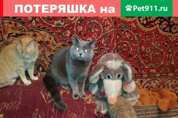 Пропал кот Гриша на Зелёном проспекте, Москва