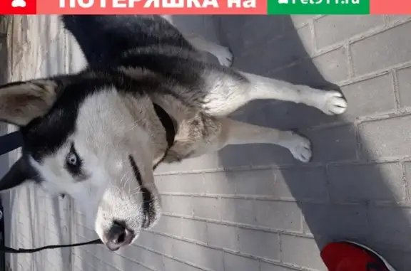 Собака хаски найдена в Ростове, 89185849702