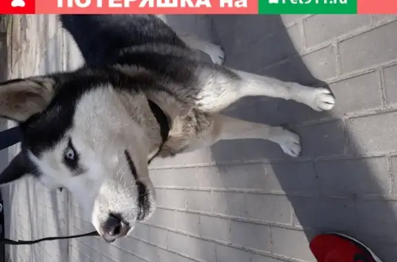 Собака найдена в Ростове-на-Дону, Россия