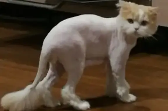 Потерянные животные Новосибирск, фото: Пропала кошка Хвостик в СНТ Союз