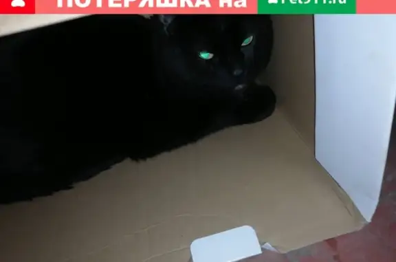 Найдена кошка на Перекрёстке Ленина-Московская
