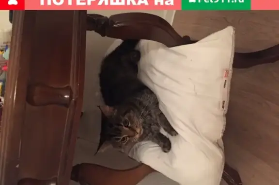 Найдена кошка в Боброво, Лесная 26