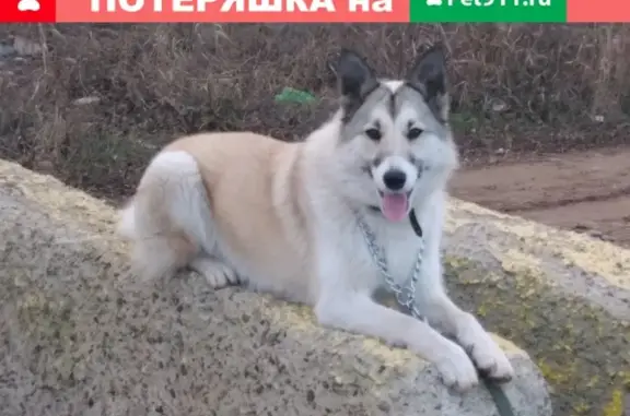 Пропала собака на Первомайской улице, Ейск (Краснодарский край)