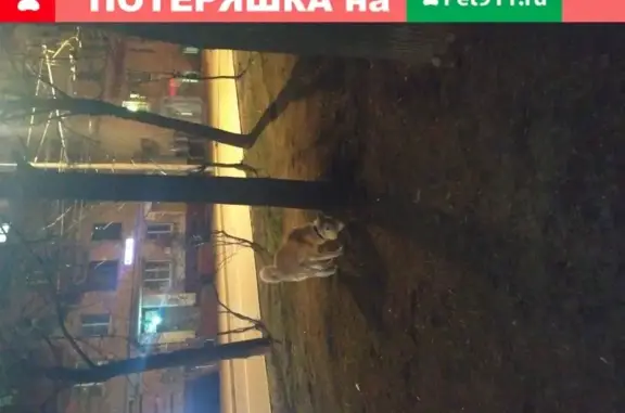 Найден молодой кобель Акита-Ину на улице Первомайской, Москва.