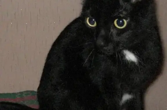 Найден крупный и ласковый кот на Грузинской, 29.